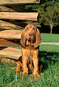 PUP 21 CE0009 01
Bloodhound Puppy Sitting On Grass By Fence
