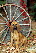 PUP 21 CE0010 01
Bloodhound Puppy Sitting On Leaves By Wagon Wheel And Tree