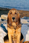 PUP 21 CE0012 01
Bloodhound Puppy Sitting By Rocks And Water