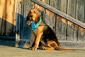 PUP 21 CE0013 01
Bloodhound Puppy Wearing Blue Bandana Sitting On Deck By Wall