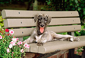 PUP 21 CE0015 01
Irish Wolfhound Puppy Laying On Bench By Flowers
