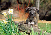 PUP 21 CE0016 01
Irish Wolfhound Puppy Sitting Behind Fence By Flowers