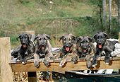 PUP 21 CE0017 01
Five Irish Wolfhound Puppies Laying On Dock
