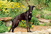 PUP 21 CE0018 01
Greyhound Puppy Standing On Stone Wall By Yellow Flowers
