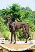 PUP 21 CE0019 01
Greyhound Puppy Standing On Dock By Trees Blue Sky