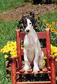 PUP 21 CE0020 01
Greyhound Puppy Sitting On Chair By Flowers And Grass