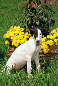 PUP 21 CE0021 01
Greyhound Puppy Sitting On Grass By Flowers And Log
