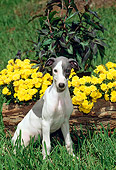 PUP 21 CE0023 01
Greyhound Puppy Sitting On Grass By Flowers And Log