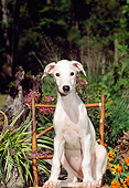PUP 21 CE0024 01
Greyhound Puppy Sitting On Chair By Flowers