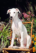PUP 21 CE0025 01
Greyhound Puppy Sitting On Chair By Flowers