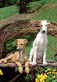 PUP 21 CE0027 01
Two Greyhound Puppies Standing On Twig Bench By Flowers