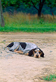 PUP 21 CE0028 01
Pennmarydel Foxhound Puppy Laying On Dirt By Field Trees