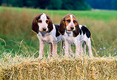 PUP 21 CE0029 01
Pennmarydel Foxhound Puppies Standing On Hay Bale