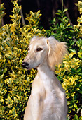 PUP 21 CE0031 01
Shoulder Shot Of Feathered Saluki Puppy Sitting In Field With Yellow Wildflowers