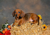PUP 21 FA0003 01
Shorthair Dachshund Puppy Laying On Straw Bale By Flowers Studio