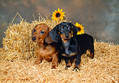 PUP 21 FA0004 01
Two Shorthair Dachshund Puppies Standing In Straw By Bale And Flowers Studio