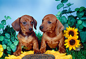 PUP 21 FA0005 01
Two Shorthair Dachshund Puppies Sitting With Sunflowers On Grass Studio