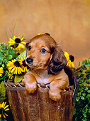 PUP 21 FA0007 01
Longhair Dachshund Puppy Sitting In Wooden Bucket By Flowers Studio