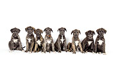 PUP 21 JD0001 01
Eight Irish Wolfhound Puppies Sitting On White Seamless