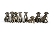 PUP 21 JD0002 01
Eight Irish Wolfhound Puppies Sitting And Laying On White Seamless