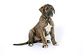 PUP 21 JD0003 01
Irish Wolfhound Puppy Sitting On White Seamless
