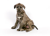 PUP 21 JD0004 01
Irish Wolfhound Puppy Sitting On White Seamless