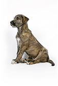 PUP 21 JD0005 01
Irish Wolfhound Puppy Sitting On White Seamless