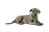PUP 21 JD0006 01
Irish Wolfhound Puppy Laying On White Seamless