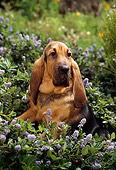 PUP 21 RC0005 01
Portrait Head Shot Of Bloodhound Puppy Laying In Flowers And Foliage