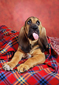 PUP 21 RC0006 01
Bloodhound Puppy Laying Under Plaid Blanket Looking Up Studio
