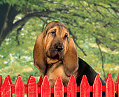 PUP 21 RK0004 01
Shoulder Shot Of Bloodhound Puppy Sitting Behind Red Fence Green Tree Background Studio