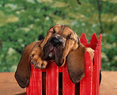 PUP 21 RK0005 09
Head Shot Of Bloodhound Puppy Leaning On Red Fence Studio