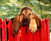 PUP 21 RK0005 17
Head Shot Of Bloodhound Puppy Leaning On Red Fence Studio