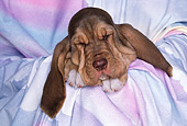 PUP 21 RK0015 27
Head Shot Of Bloodhound Puppy In Colorful Sheet