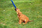 PUP 21 RK0030 11
Bloodhound Puppy Pulling On Rope
