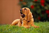 PUP 21 RK0034 01
Bloodhound Puppy Laying On Grass