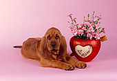 PUP 21 RK0038 03
Bloodhound Puppy Laying Next To Flowers In Heart Vase Pink Seamless