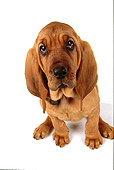 PUP 21 RK0039 01
Wide Angle Of Bloodhound PUppy Sitting On White Seamless Facing Camera