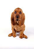 PUP 21 RK0039 23
Wide Angle Of Bloodhound PUppy Sitting On White Seamless Facing Camera