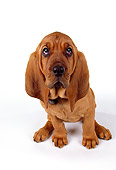 PUP 21 RK0039 24
Wide Angle Of Bloodhound PUppy Sitting On White Seamless Facing Camera