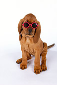 PUP 21 RK0041 02
Bloodhound Puppy Sitting On White Seamless Background