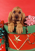 PUP 21 RK0047 01
Head Shot Of Bloodhound Puppy Sitting In Christmas Drum Red Seamless