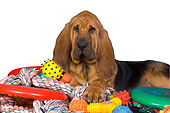 PUP 21 RK0054 01
Bloodhound Puppy Laying On Toys Studio
