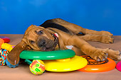 PUP 21 RK0055 01
Bloodhound Puppy Laying On Toys Studio