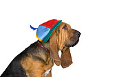 PUP 21 RK0057 01
Bloodhound Puppy Wearing Hat Studio