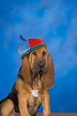 PUP 21 RK0058 01
Bloodhound Puppy Wearing Hat Studio