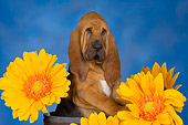 PUP 21 RK0059 01
Bloodhound Puppy By Sunflowers Studio