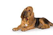 PUP 21 RK0062 01
Bloodhound Laying On White Seamless Studio