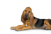 PUP 21 RK0065 01
Bloodhound Laying On White Seamless Studio