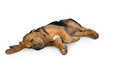 PUP 21 RK0066 01
Bloodhound Laying On White Seamless Studio